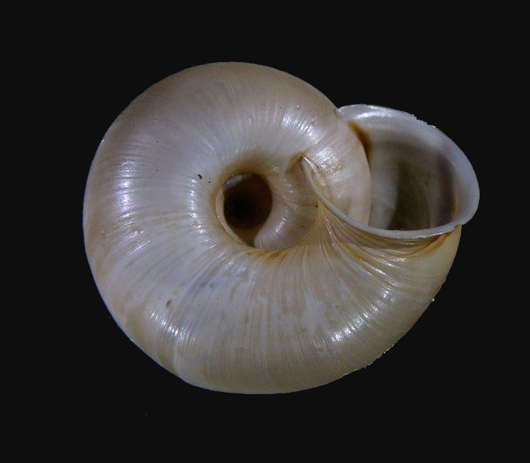 Chilostoma cingulatum